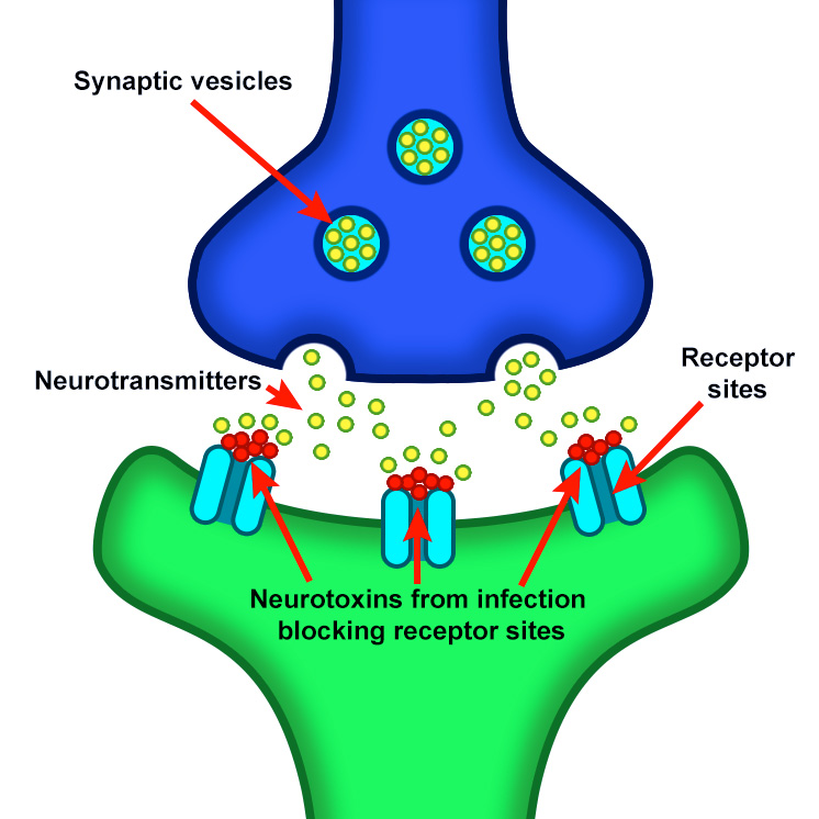 Synaptic vesicles