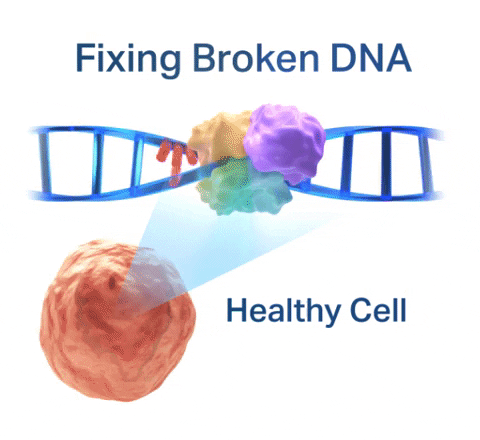 Fixing broken DNA