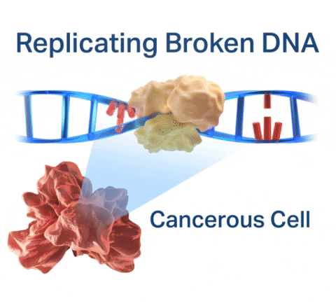 Replicating broken DNA