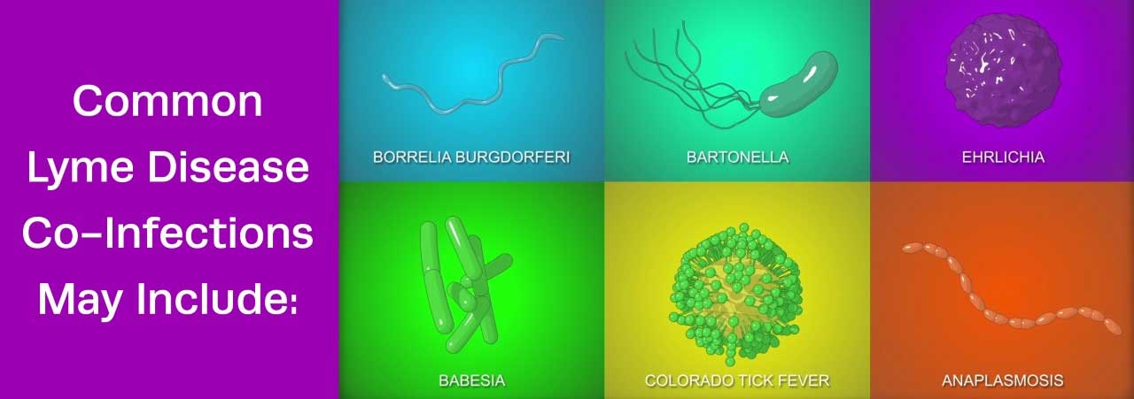 A graphic depicting Borrelia Burgdorferi, Bartonella, Ehrlichia, Babesia, Colorado tick fever, Anaplasmosis