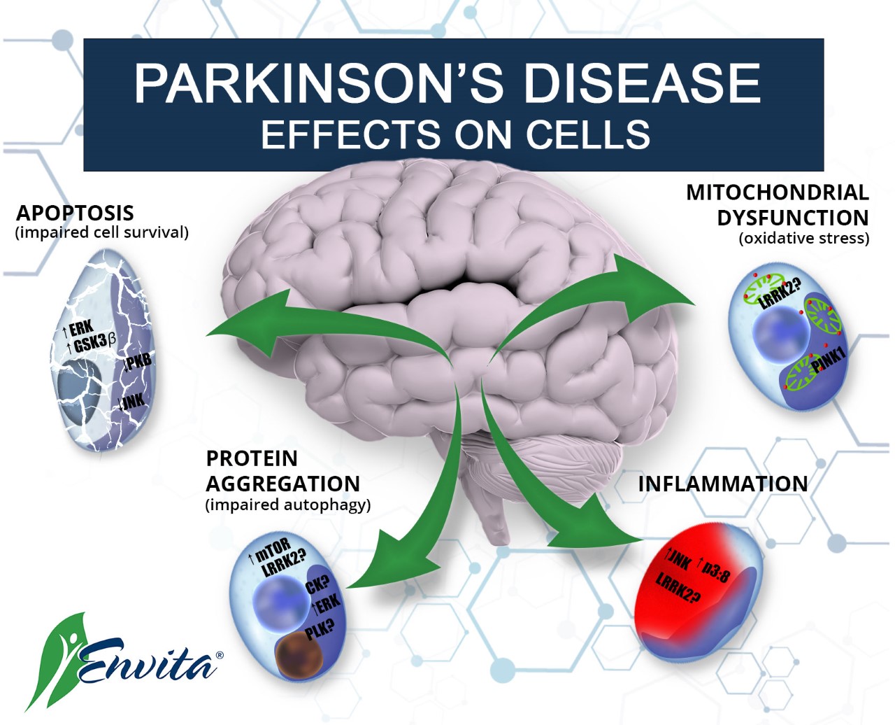 A graphical depiction of Parkinson's Disease effects on cells