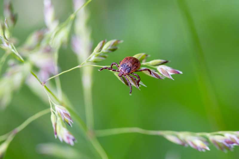 Dangerous Tick-Borne Virus Powassan Explodes in the US