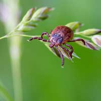 Dangerous Tick-Borne Virus Powassan Explodes in the US