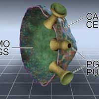 Multi-Drug Resistance and Chemotherapy; Overcoming Standard Cancer Treatment Failures