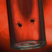 The Critical Factors to Proper Lyme Disease Treatment