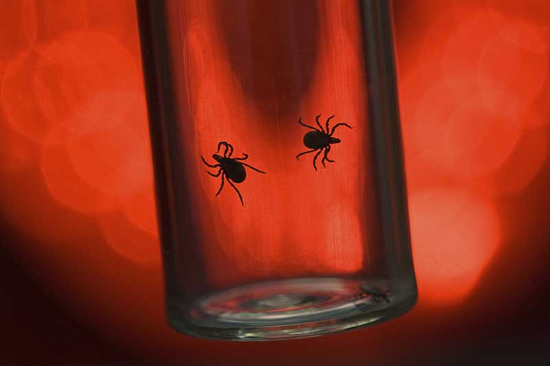 The Critical Factors to Proper Lyme Disease Treatment